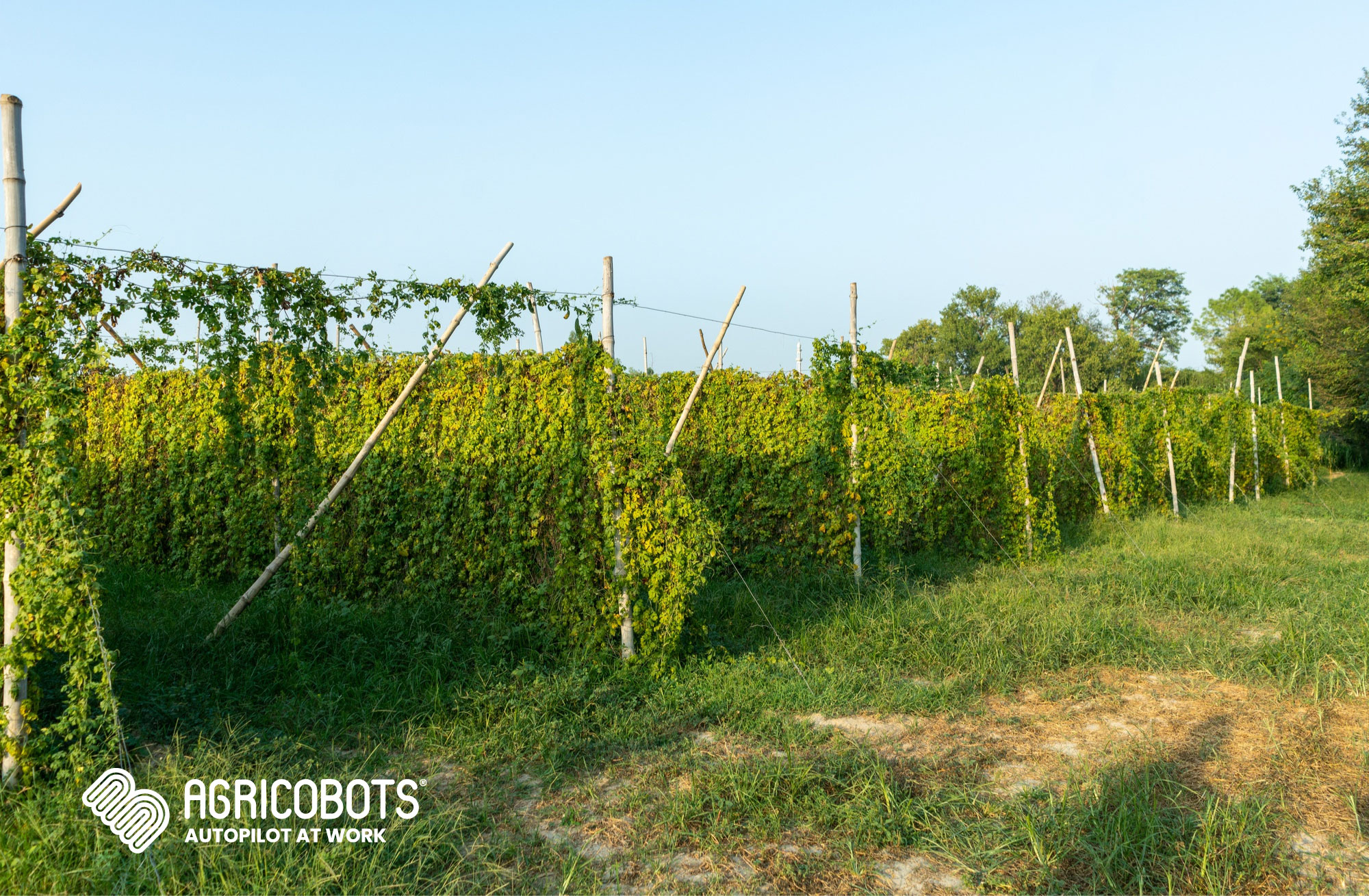 Colture di copertura e robot agricoli: produttività e sostenibilità per vigneti, frutteti e uliveti. Colture di copertura e robot agricoli: produttività e sostenibilità per vigneti, frutteti e uliveti.
