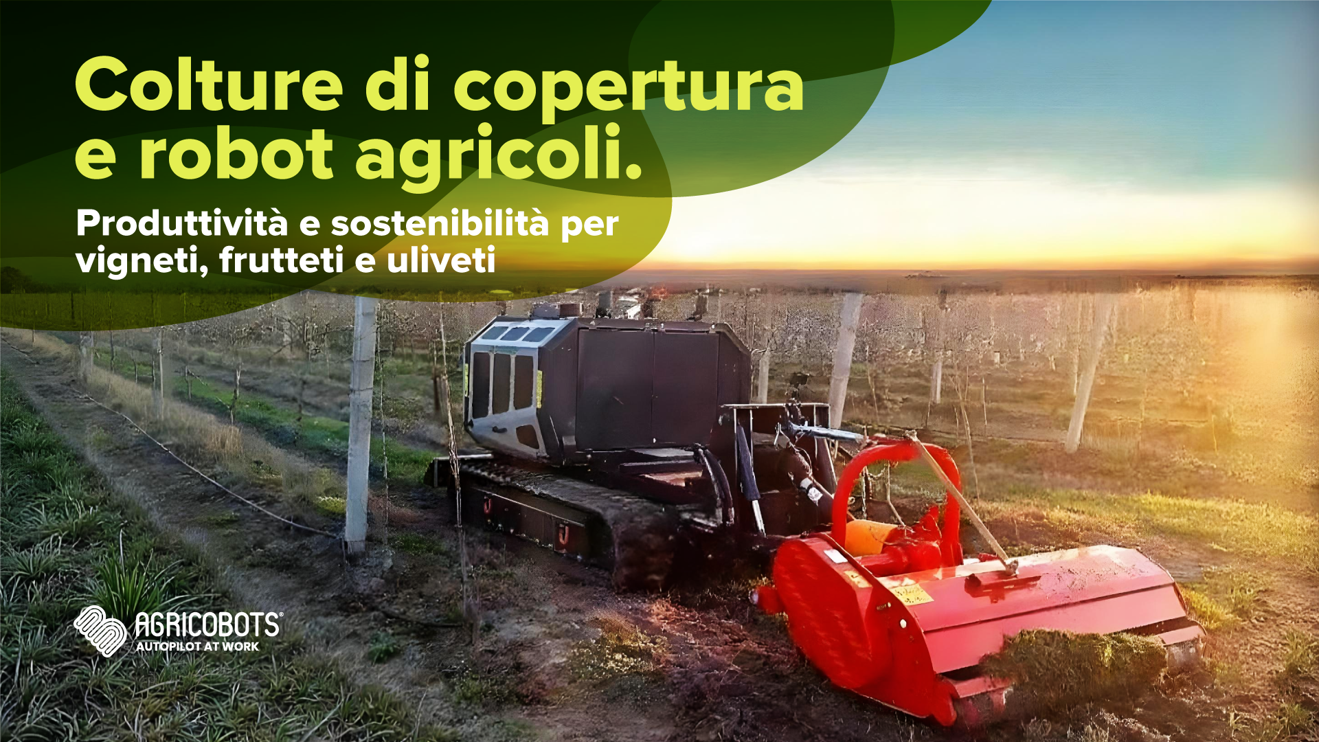 Colture di copertura e robot agricoli: produttività e sostenibilità per vigneti, frutteti e uliveti